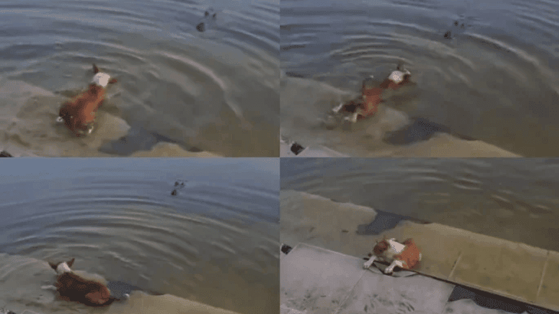 বাগেরহাটে কুমিরের শিকার হওয়া কুকুরটি ছিল জলাতঙ্কে আক্রান্ত: তদন্ত প্রতিবেদন