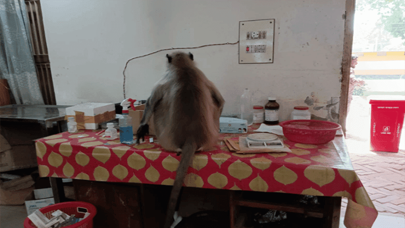 যশোরে ‘চিকিৎসা চাইতে’ হাসপাতালে এলো আহত হনুমান