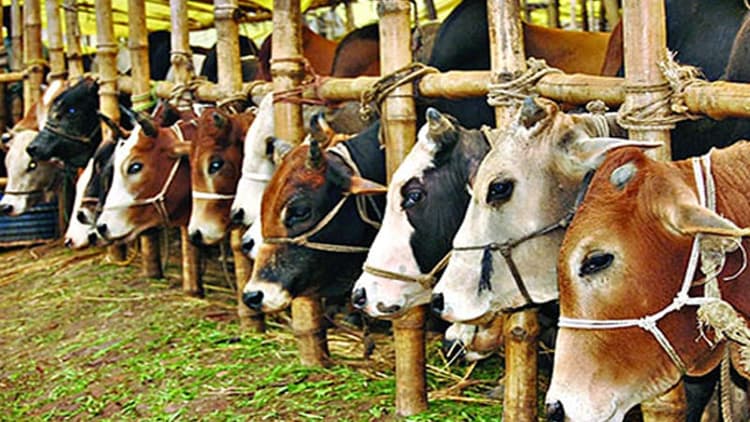 আমদানি কম হওয়ায় কোরবানির গরুর উচ্চমূল্য, ক্রেতার সংখ্যা কম