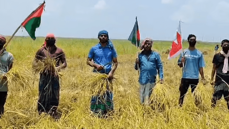 পদ্মার তীরে কৃষকের পাকা ধান কেটে দিলেন নিষিদ্ধ ছাত্রলীগের নেতাকর্মীরা