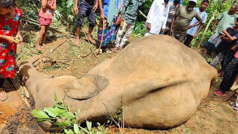 শেরপুরে বন্য হাতির মরদেহ উদ্ধার