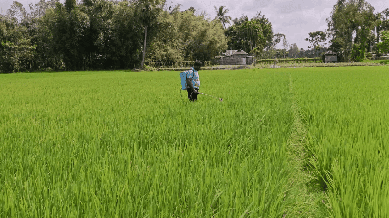 সার-কীটনাশক নিয়ে দুশ্চিন্তায় লালমনিরহাটের আমন চাষিরা