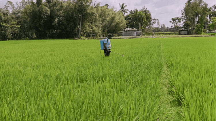 সার-কীটনাশক নিয়ে দুশ্চিন্তায় লালমনিরহাটের আমন চাষিরা