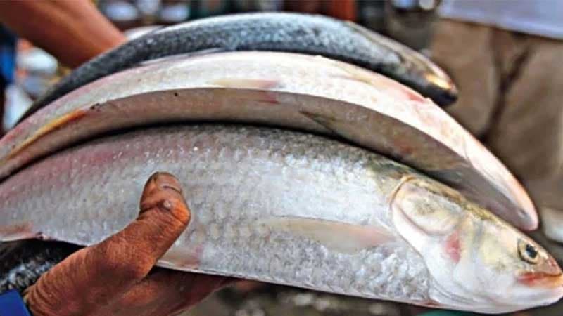প্রথম চালানে ভারতে ৩৭ টন ইলিশ রপ্তানি