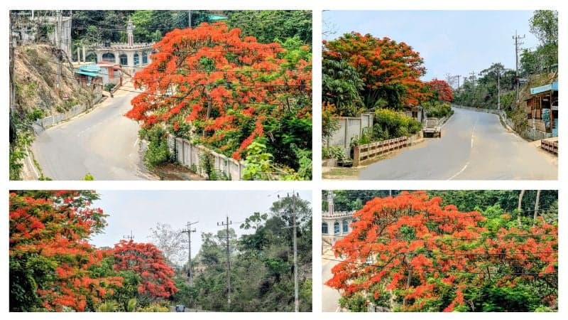 পাহাড়ি পথে শোভা পাচ্ছে: বান্দরবানে লাল-হলুদ-নীল-সোনালি রঙের ফুল যেন পর্যটকদের স্বাগত জানাচ্ছে