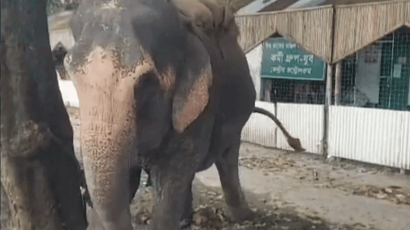 হাতির শুঁড়ের আঘাতে ইজিবাইক উল্টে ১০ মাসের শিশুর মৃত্যু, মাহুত আটক