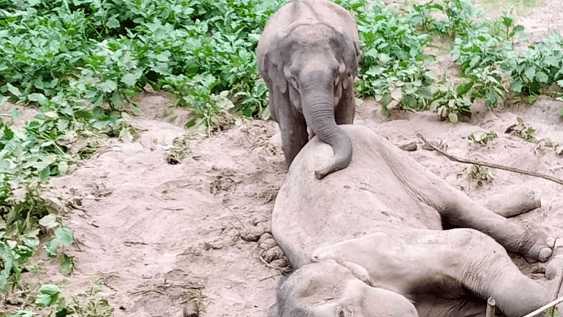 রাঙামাটিতে বন্যহাতির মৃত্যু: শুঁড় ও মাংস কেটে নিল দুর্বৃত্তরা