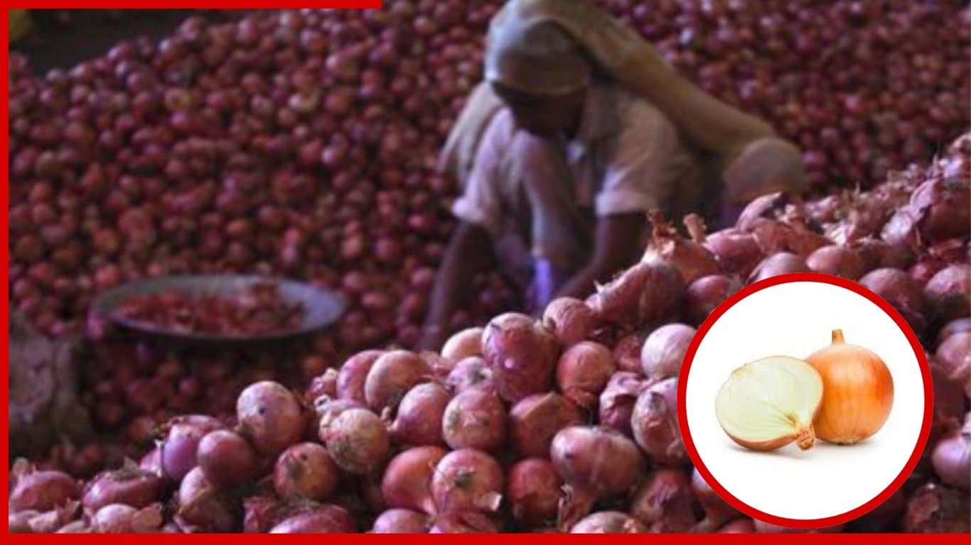 আমরা আসলে একটু বেশিই পেঁয়াজ খাই