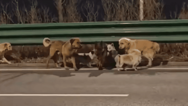 ১৭ কিলোমিটার পথ পাড়ি দিয়ে কীভাবে ঘরে ফিরল হারানো ৭ কুকুর, নেটদুনিয়ার তোলপাড়