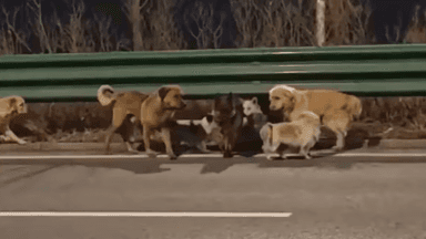 ১৭ কিলোমিটার পথ পাড়ি দিয়ে কীভাবে ঘরে ফিরল হারানো ৭ কুকুর, নেটদুনিয়ার তোলপাড়