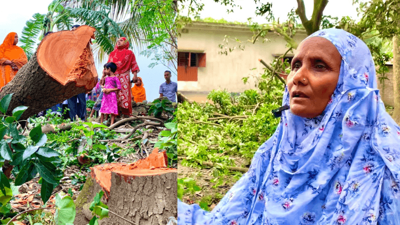 ‘শত্রুতা আমার সঙ্গে হতে পারে, গাছের সঙ্গে কেন?’
