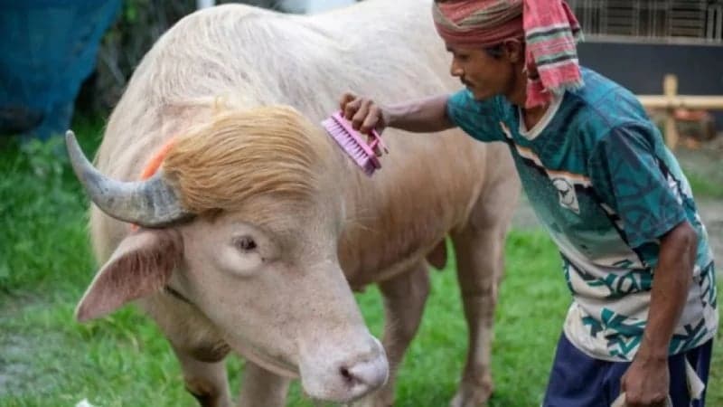 শেষ মুহূর্তে স্বরাষ্ট্রমন্ত্রীর হস্তক্ষেপ, কোরবানি হচ্ছে না ‘ডোনাল্ড ট্রাম্প’