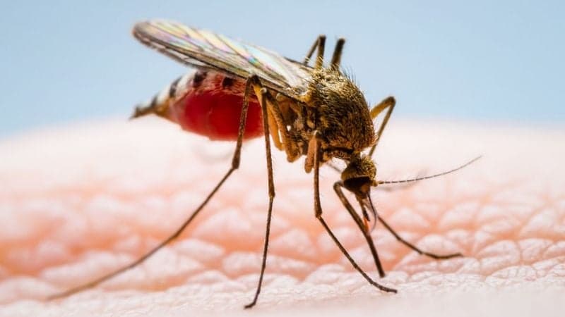 একদিনে ৪১৬ জনের ডেঙ্গু শনাক্ত, মৃত্যু ১