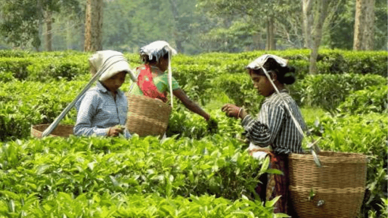 চা শিল্পের উন্নয়নে ১২ সদস্যের কমিটি করল সরকার