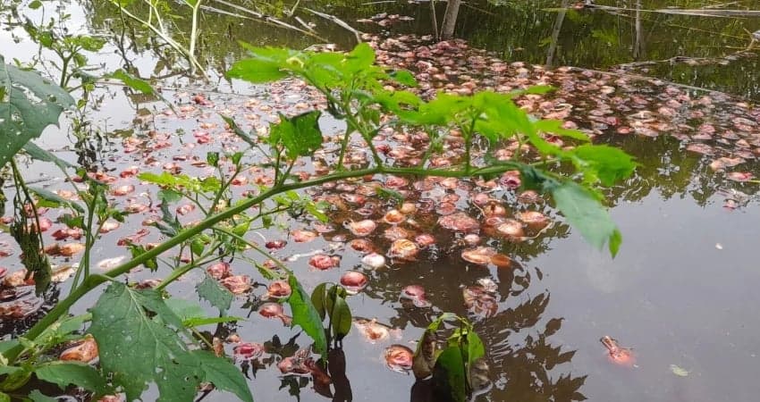 ন্যায্যমূল্য না পেয়ে ক্ষোভে পেঁয়াজ পানিতে ফেলছেন ফরিদপুরের কৃষকরা