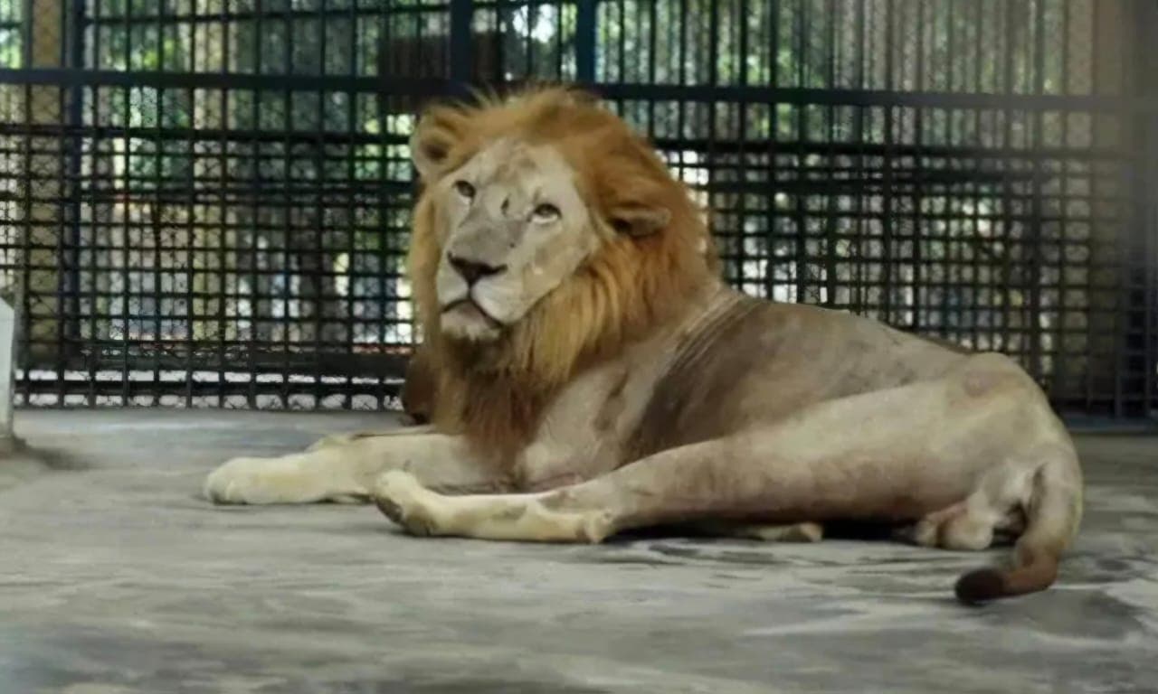 চিড়িয়াখানায় খাঁচার বাইরে সিংহ, নিয়ন্ত্রণের চেষ্টা চলছে