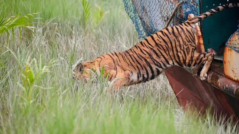 ছয় মাস চিকিৎসার পর সুন্দরবনে ফিরল শিকারিদের ফাঁদে আহত বাঘিনী