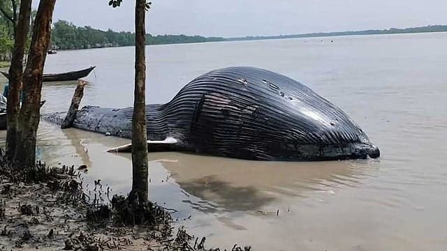 আন্দারমানিক নদীর তীরে ভেসে এল ৪০ ফুট লম্বা মৃত তিমি