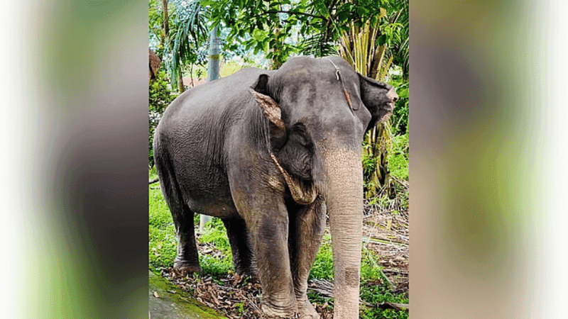 সাপের কামড়ে শাবক হারানোর পর এবার অসুস্থ হয়ে মারা গেল মা হাতি