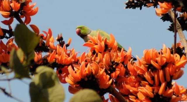 রঙে-গন্ধে মাতোয়ারা প্রকৃতি, আজ পয়লা ফাল্গুন