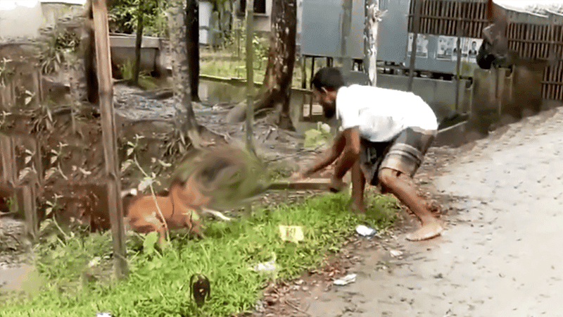 হাঁসকে কামড়ানোর অভিযোগে রশি দিয়ে বেঁধে দুই কুকুরকে পিটিয়ে হত্যা