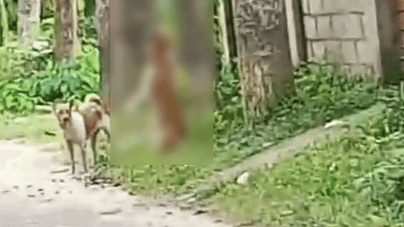 গাছে ঝুলিয়ে কুকুর হত্যা, মুচলেকা নিয়ে অভিযুক্তকে ছেড়ে দেওয়ায় প্রশ্ন