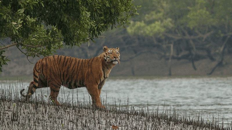 সুন্দরবনের ভারতীয় অংশের আকাশ থেকে বাঘ দেখানোর পরিকল্পনা