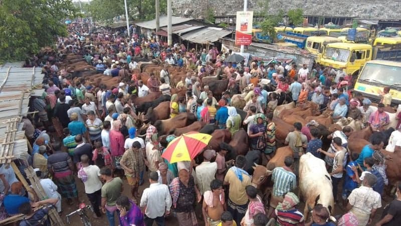 রাজশাহীর সবচেয়ে বড় পশুর হাটে উপচে পড়া ভিড়