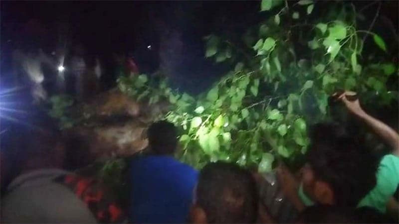 রাজশাহীতে চায়ের দোকানের ওপর গাছ পড়ে নিহত ২