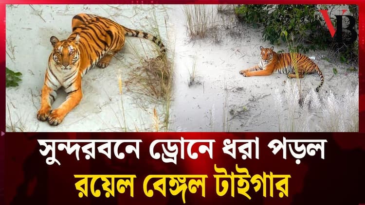 সুন্দরবনে ড্রোনে ধরা পড়ল রয়েল বেঙ্গল টাইগার