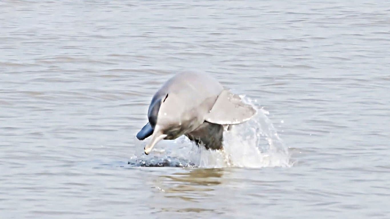 বিষাক্ত বুড়িগঙ্গায় টিকে আছে ২০ ডলফিন, গভীর পানিতে খুঁজছে নিরাপদ আশ্রয়