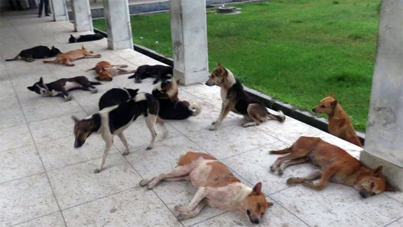 কিশোরগঞ্জে পাগলা কুকুরের কামড়ে নারী-শিশুসহ আহত ৪০
