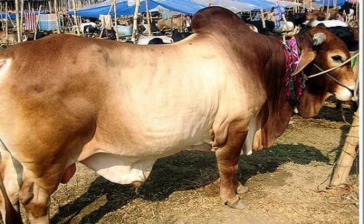 বড় গরুতে আগ্রহ কম ক্রেতাদের