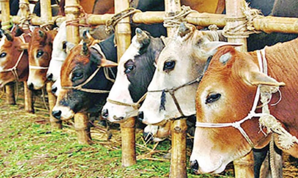 হাটে গরু বাঁধা নিয়ে বিরোধে যুবক খুন, দুই গ্রামবাসীর সংঘর্ষে আহত আরও ১০