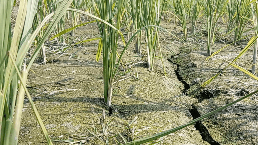 রংপুরে ডিজেল সংকটে সেচ বন্ধ, শুকিয়ে যাচ্ছে ক্ষেত