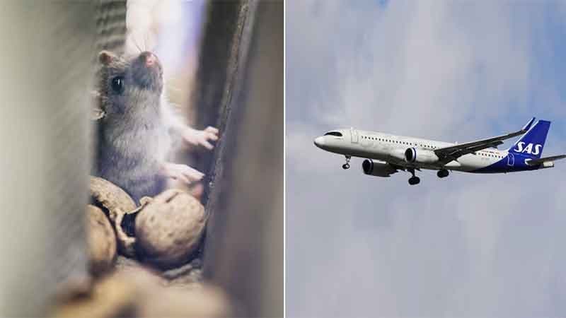 যাত্রীর খাবারে জীবিত ইঁদুর, জরুরি অবতরণ করল বিমান