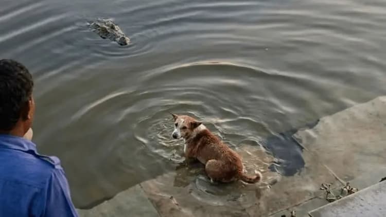 কুমিরের শিকার হওয়া কুকুরের মাথার নমুনা পাঠানো হলো সিডিআইএলে