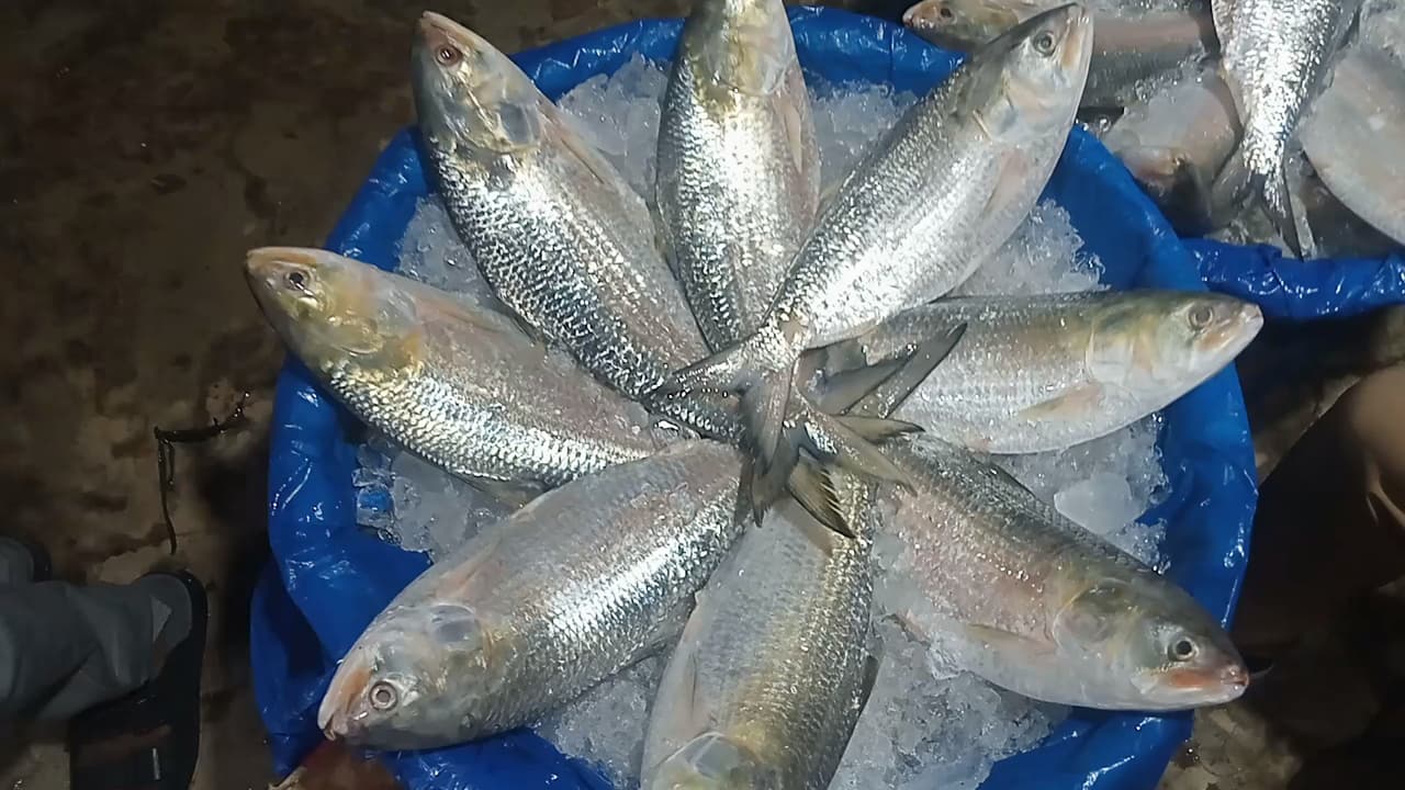 ইলিশের মূল্য নির্ধারণে প্রধান উপদেষ্টার অনুমোদন