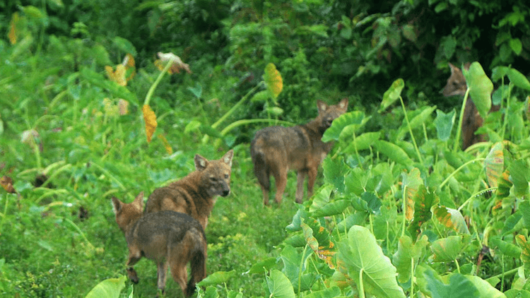 বরিশালে ৭টি শিয়াল হত্যার ঘটনায় ৪ জনের বিরুদ্ধে মামলা