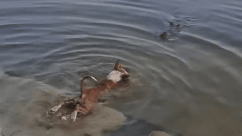 সেই কুকুরটির শরীর থেকে নমুনা সংগ্রহ, তদন্ত কমিটি করেছে প্রশাসন