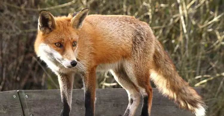 বগুড়ায় শিয়ালের কামড়ে একদিনে আহত ৮, লাঠি হাতে গ্রামবাসীর পাহারা