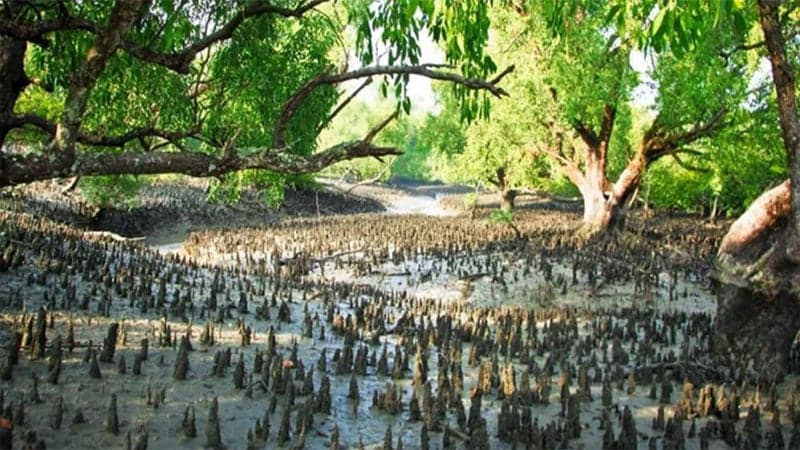 ৩ মাস বন্ধের পর রবিবার থেকে খুল দেয়া হচ্ছে সুন্দরবন