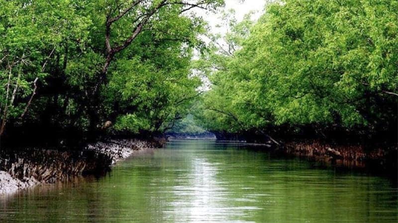 সুন্দরবনে নৌকাডুবিতে নিখোঁজ চার মৌয়াল