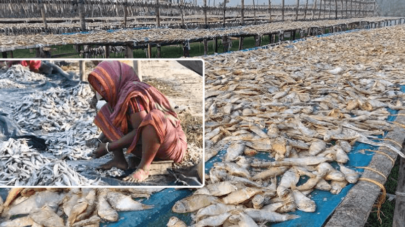 বাংলাদেশে শুঁটকি রপ্তানি বন্ধে বিপাকে ভারতের হাজারো পরিবার