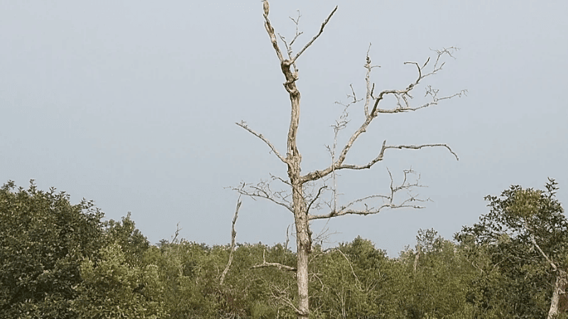 সুন্দরবনের ৩৯ শতাংশ সুন্দরী গাছে আগামরা রোগ, বাড়ছে উদ্বেগ