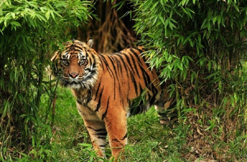 প্রজননকালীন সুরক্ষা নিশ্চিতে কাল থেকে টানা তিন মাস সুন্দরবনে প্রবেশ নিষিদ্ধ