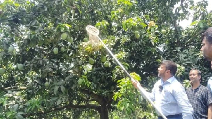 বাজারে এলো সাতক্ষীরার রসালো ও সুস্বাদু আম