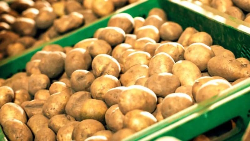 বগুড়ায় নতুন আলু কেজিতে ৩০০ টাকায় বিক্রি