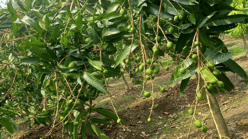 এবার রাজশাহীতে আম উৎপাদনের লক্ষ্যমাত্রা ১১ লাখ ৯৮ হাজার মেট্রিন টন