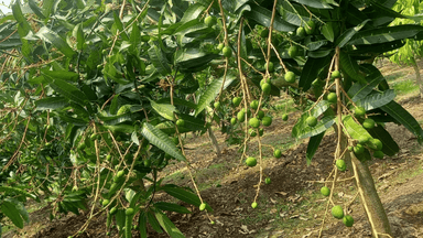 এবার রাজশাহীতে আম উৎপাদনের লক্ষ্যমাত্রা ১১ লাখ ৯৮ হাজার মেট্রিন টন